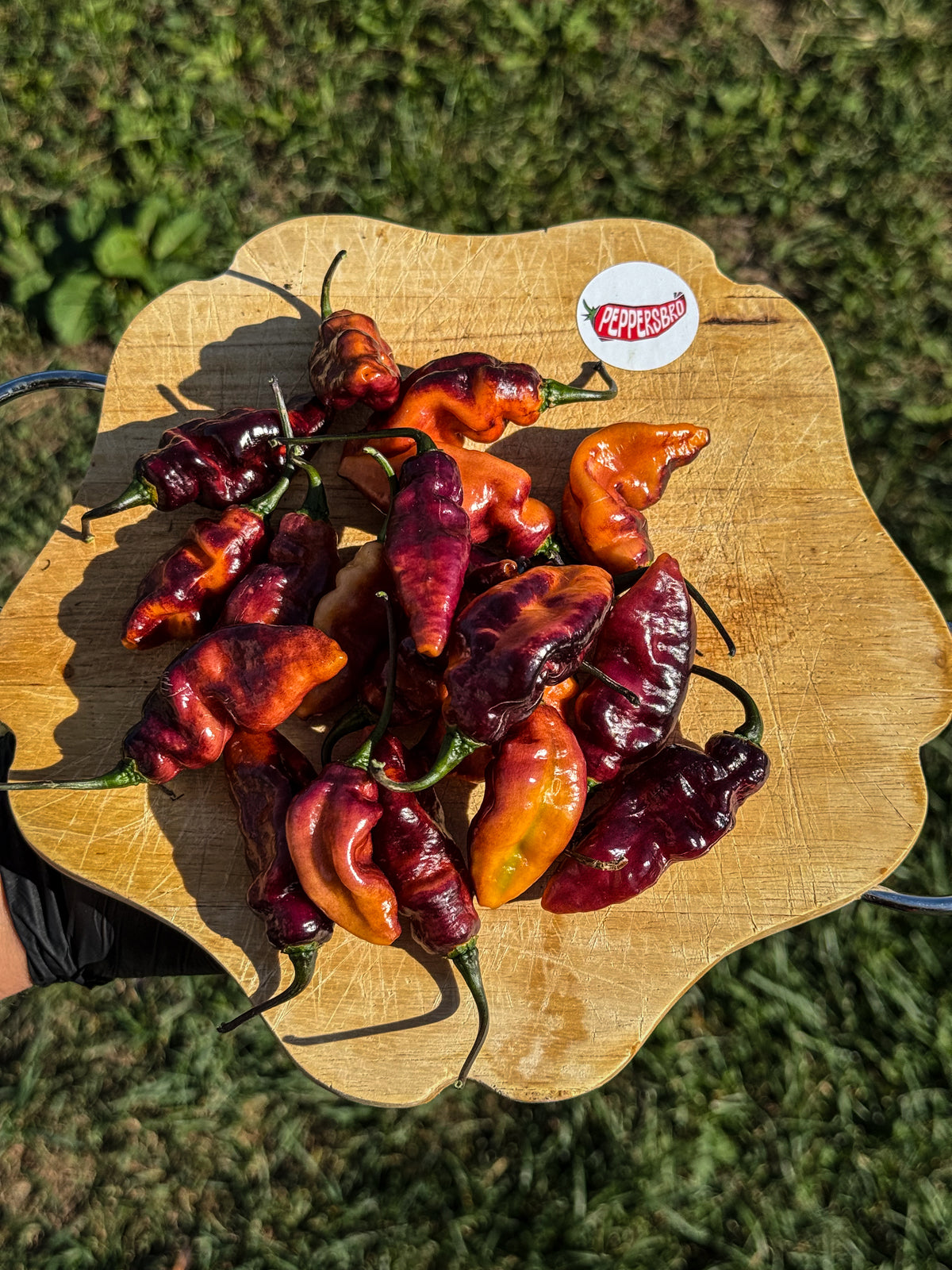 Pimenta Jolokia Ice