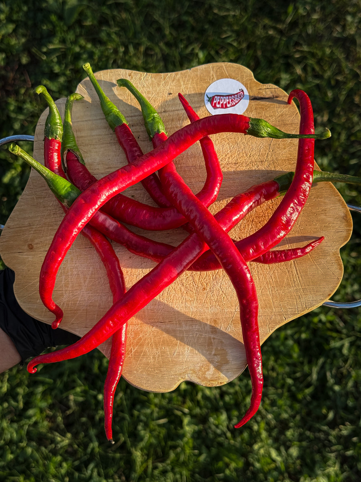 Joe’s Long Cayenne