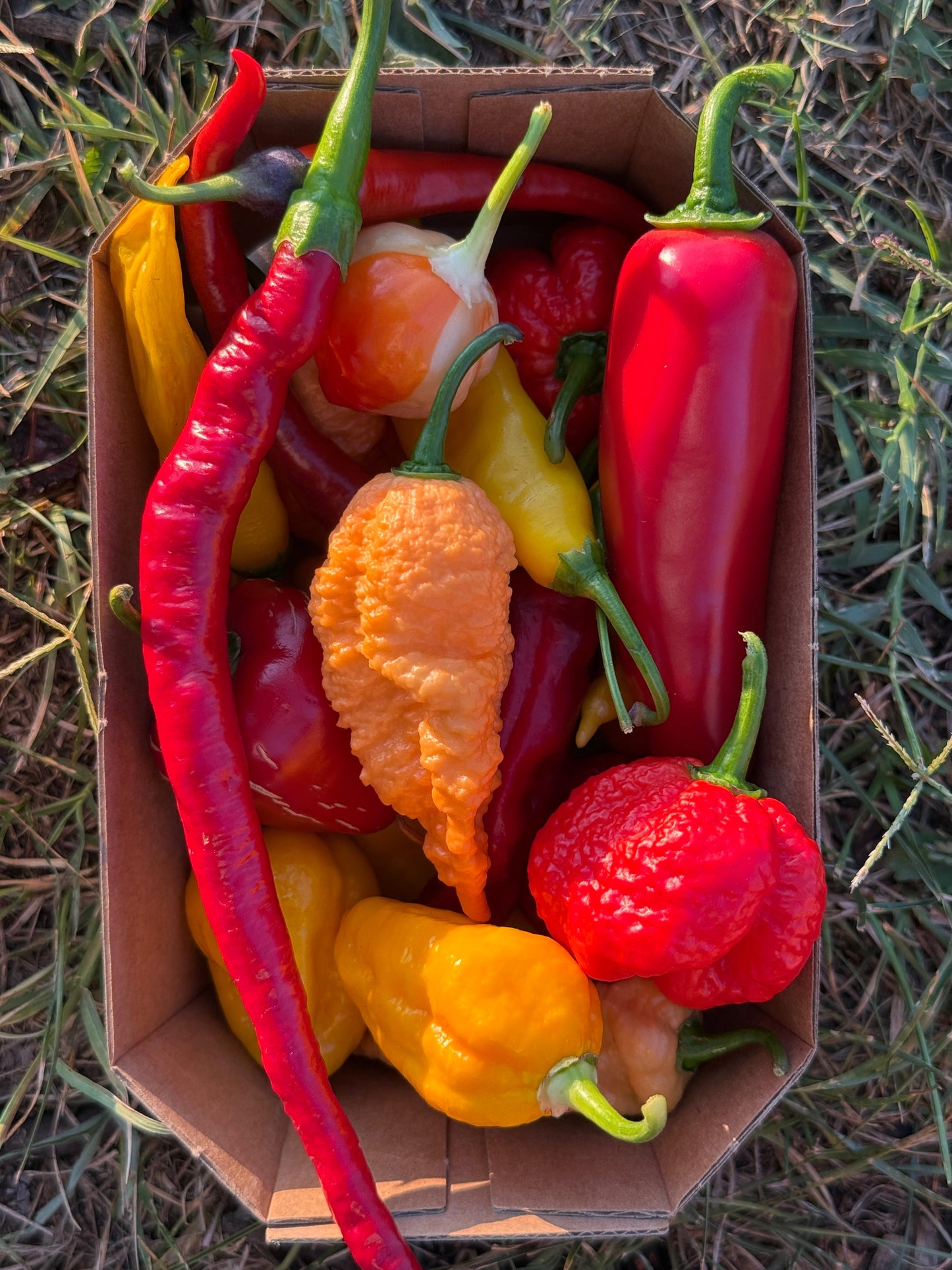 Fresh Chili PeppersBro