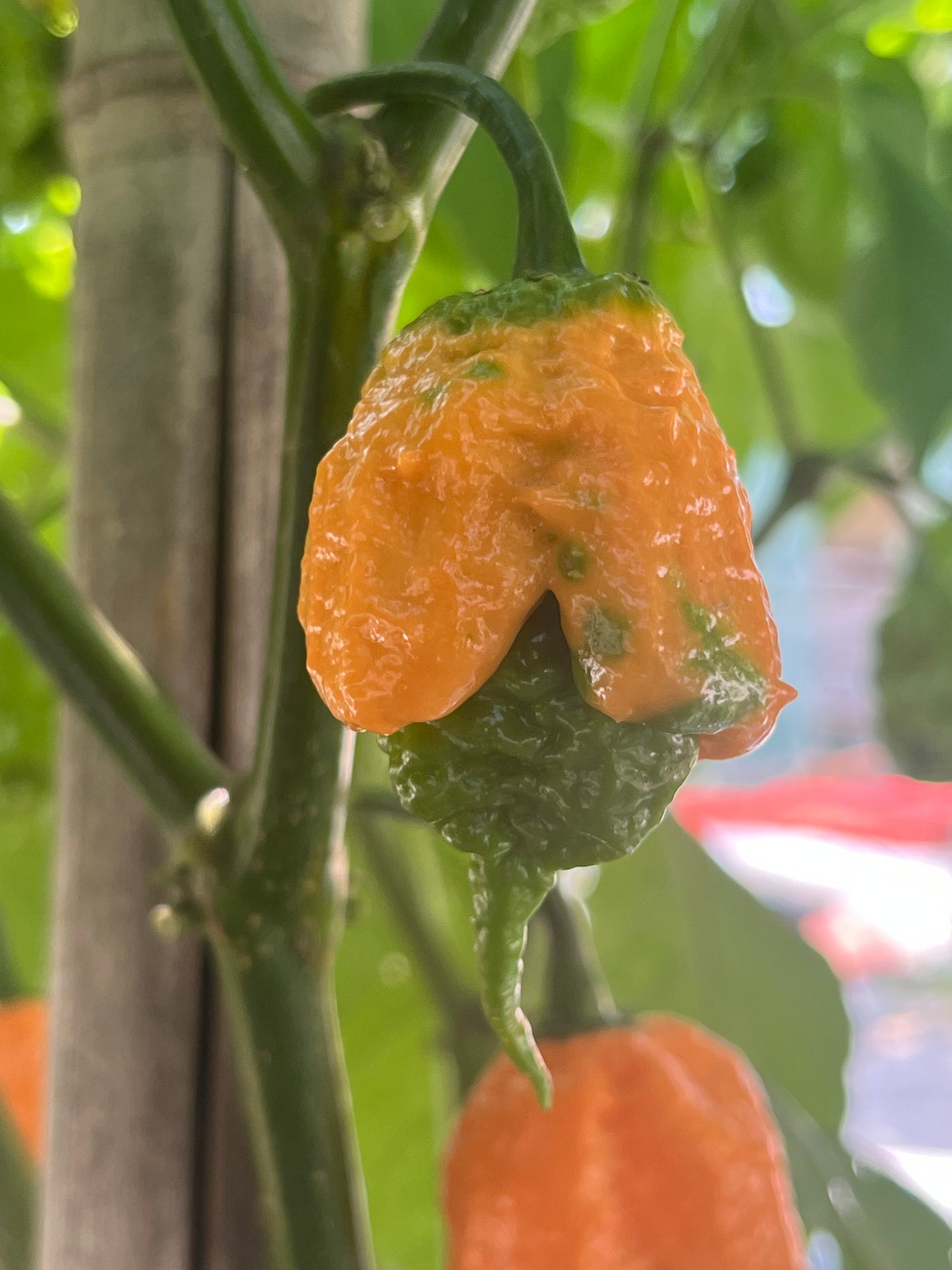 Inception (Douglah V2)