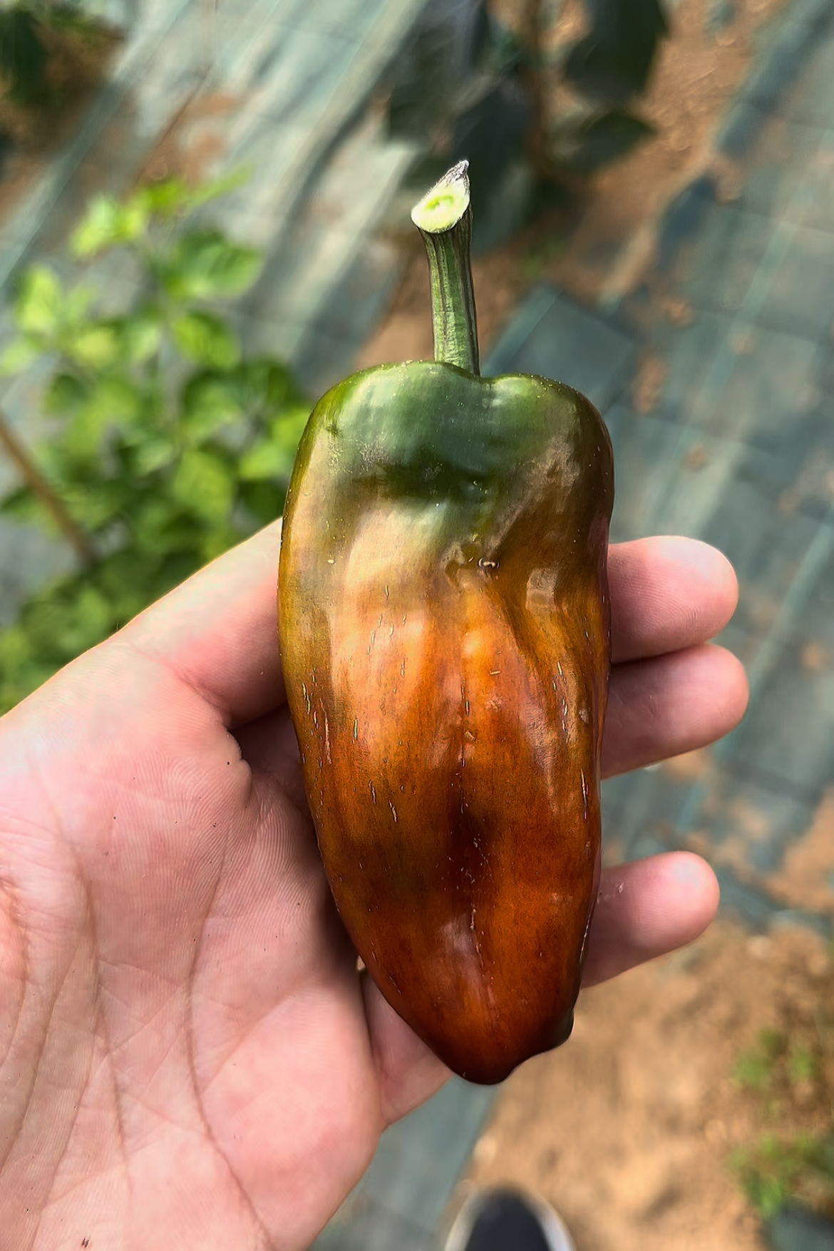 Cibola PeppersBro selection