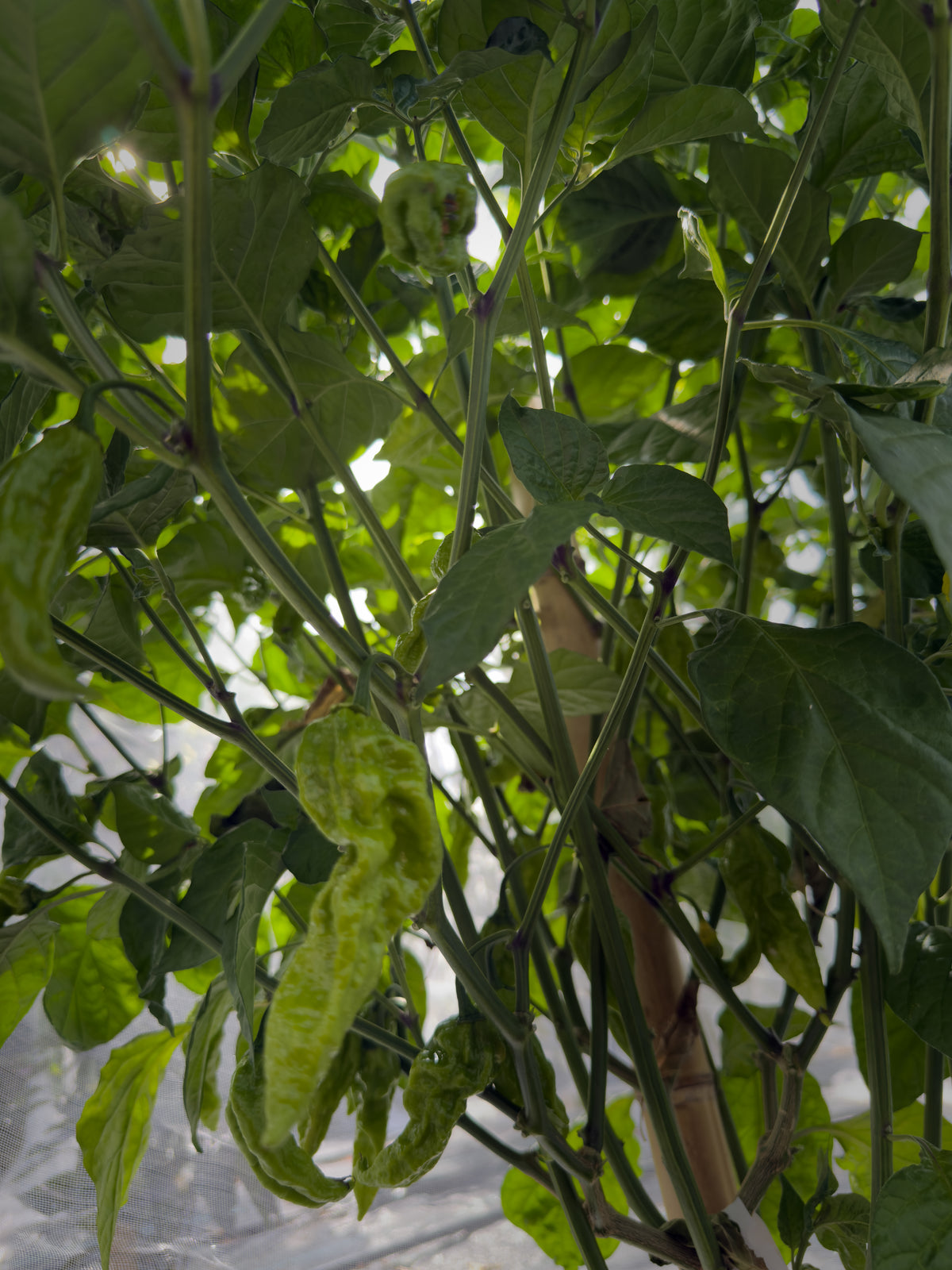 Fatalii