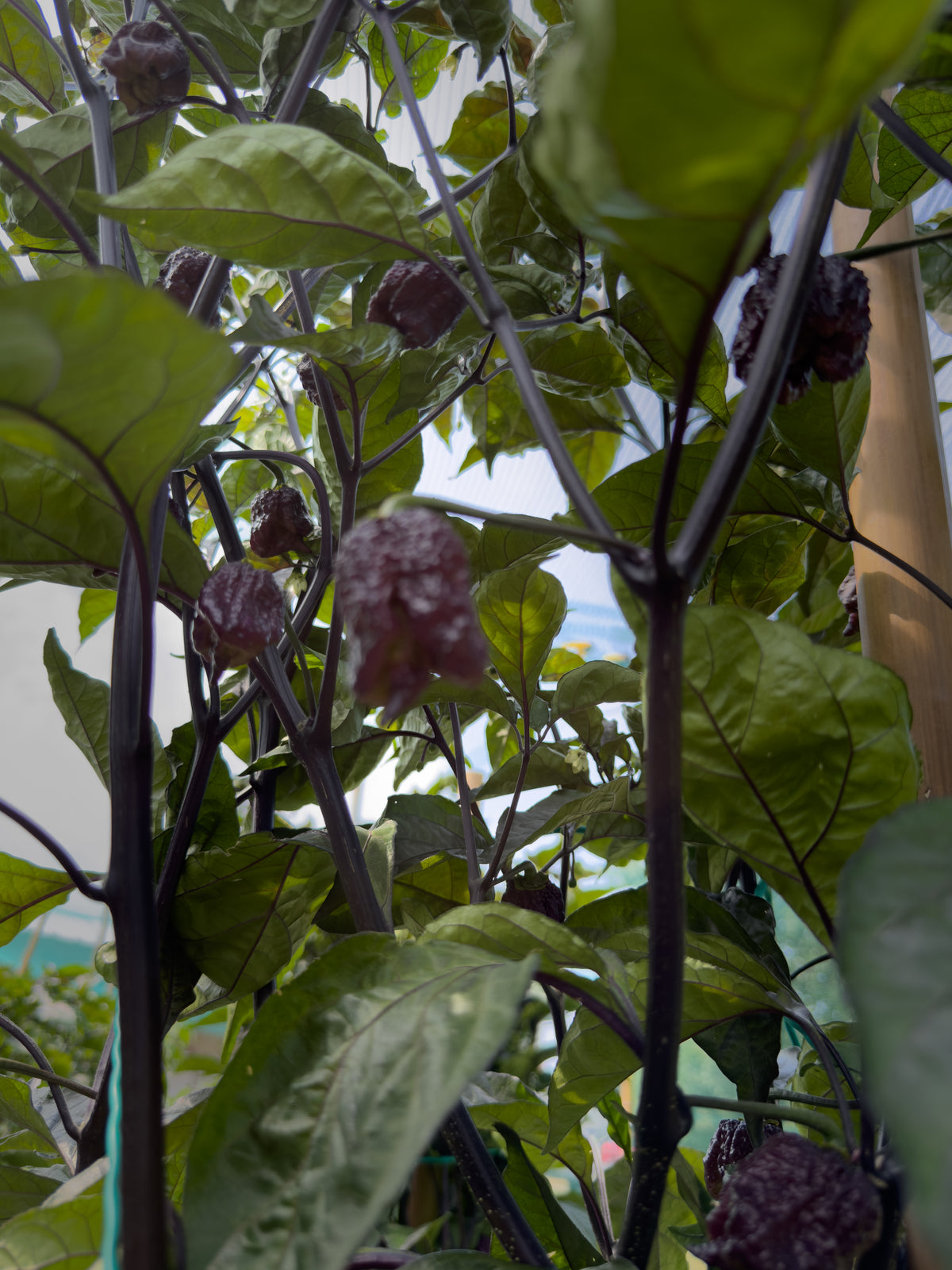 Gator Jigsaw Purple