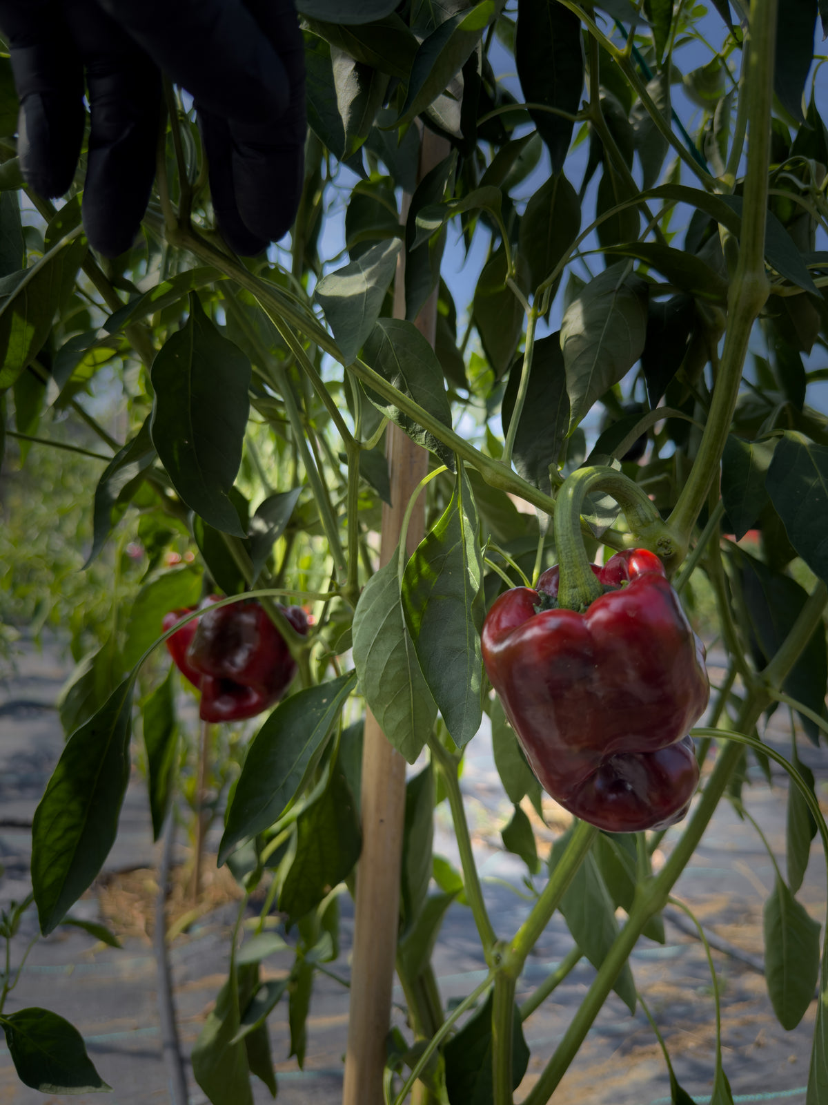 Poblano