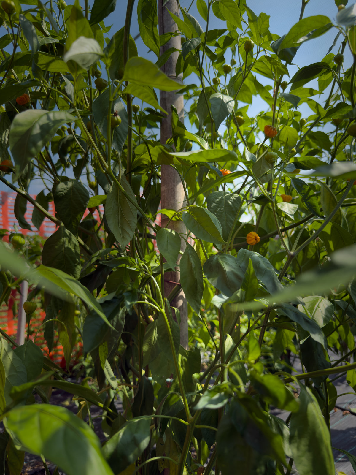 Aji Calabaza