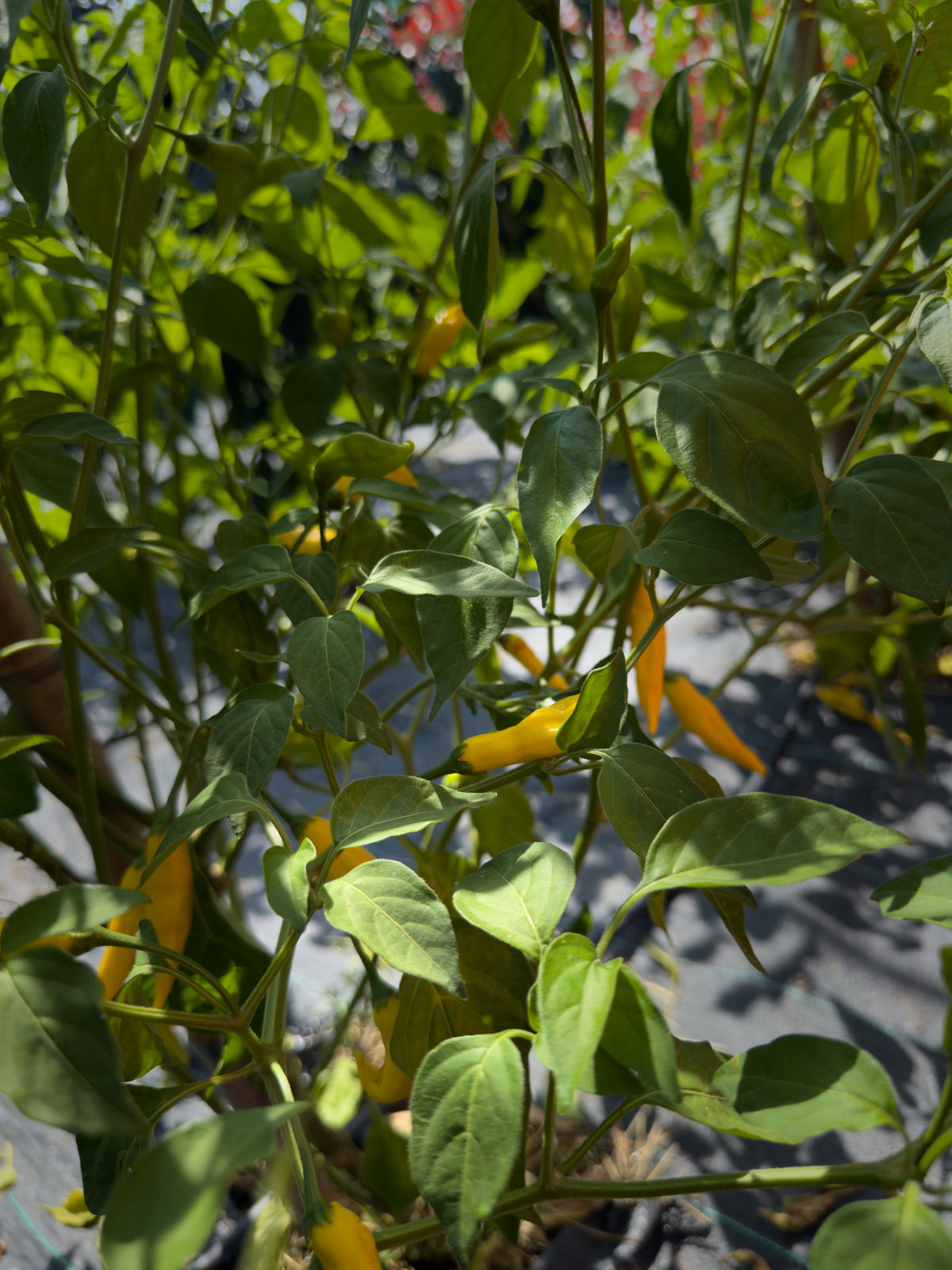 Aji Lemon