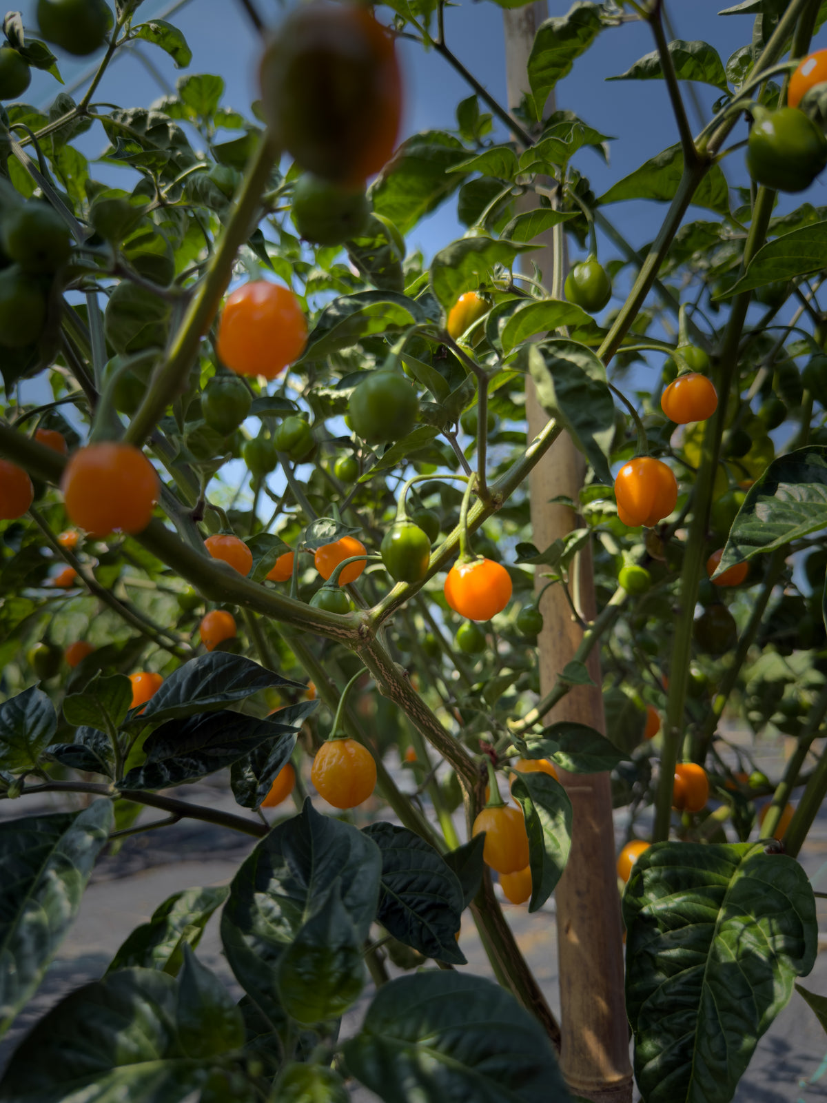 Charapon Amarillo