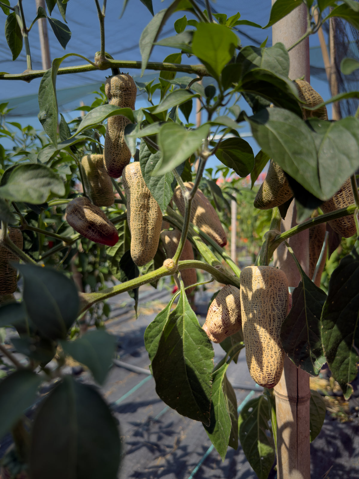 Jalapeño Farmer’s Market