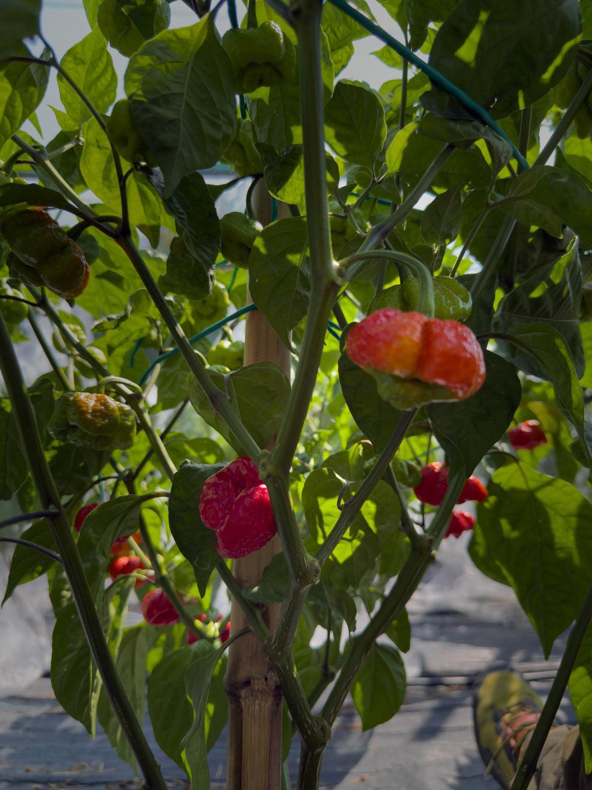 Scotch Bonnet MOA Red