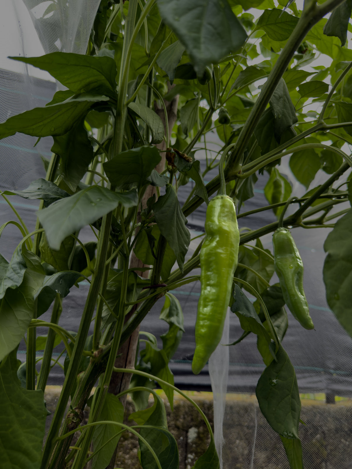 Aji Amarillo