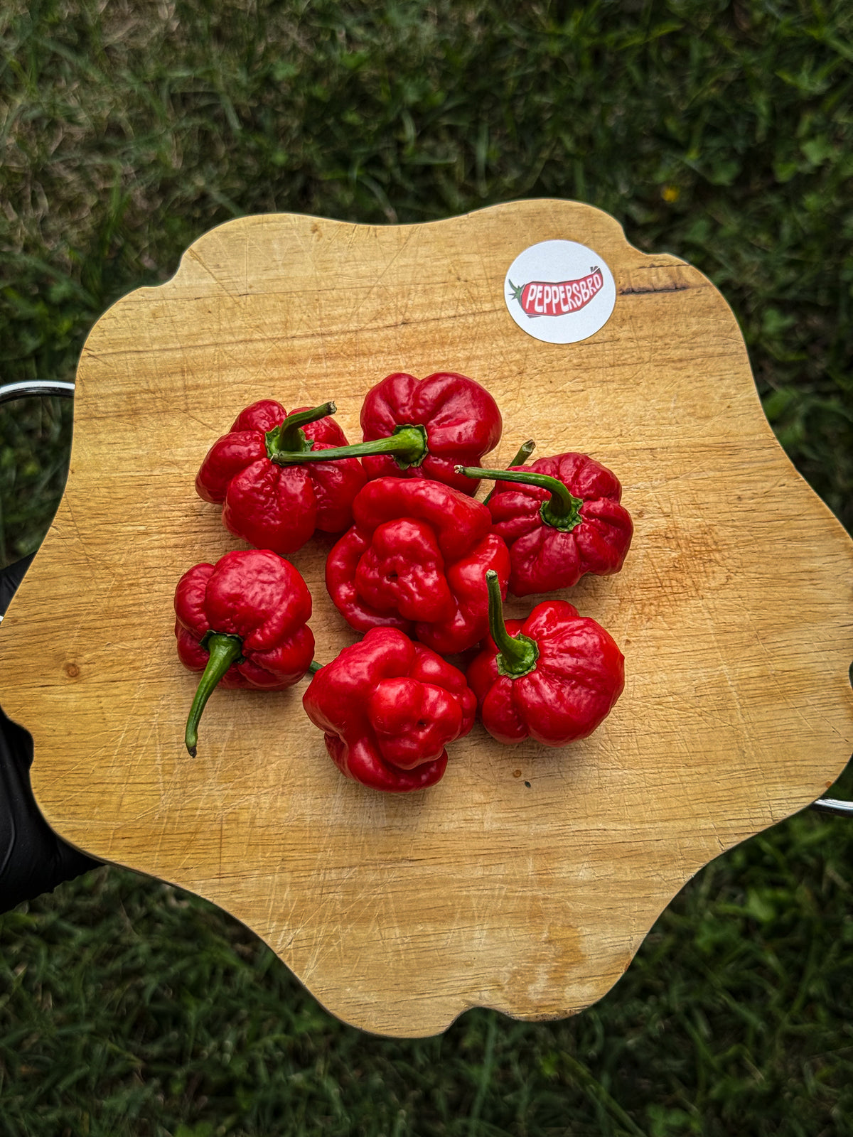Scotch Bonnet MOA Red