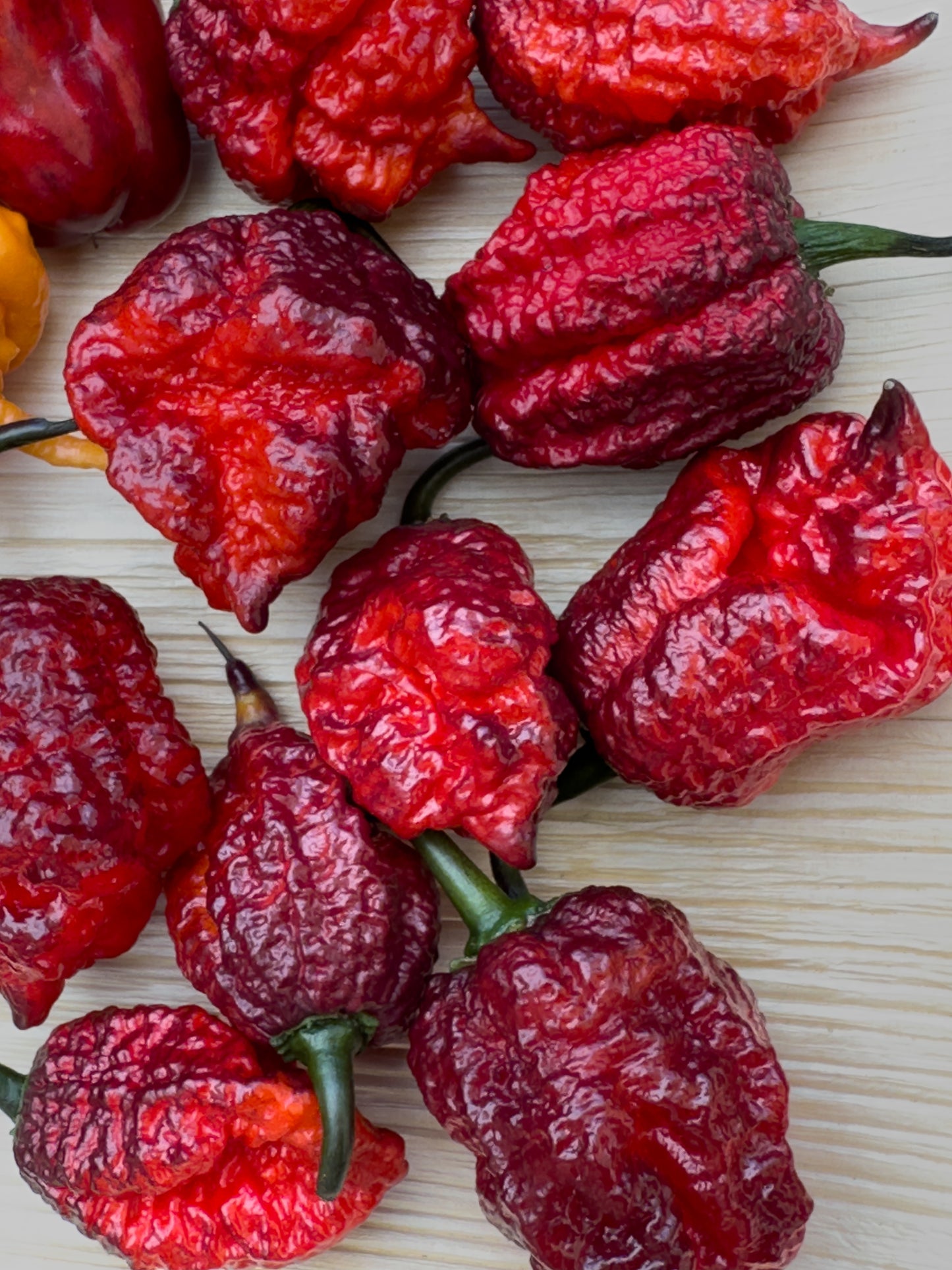 Orion - PeppersBro Selection