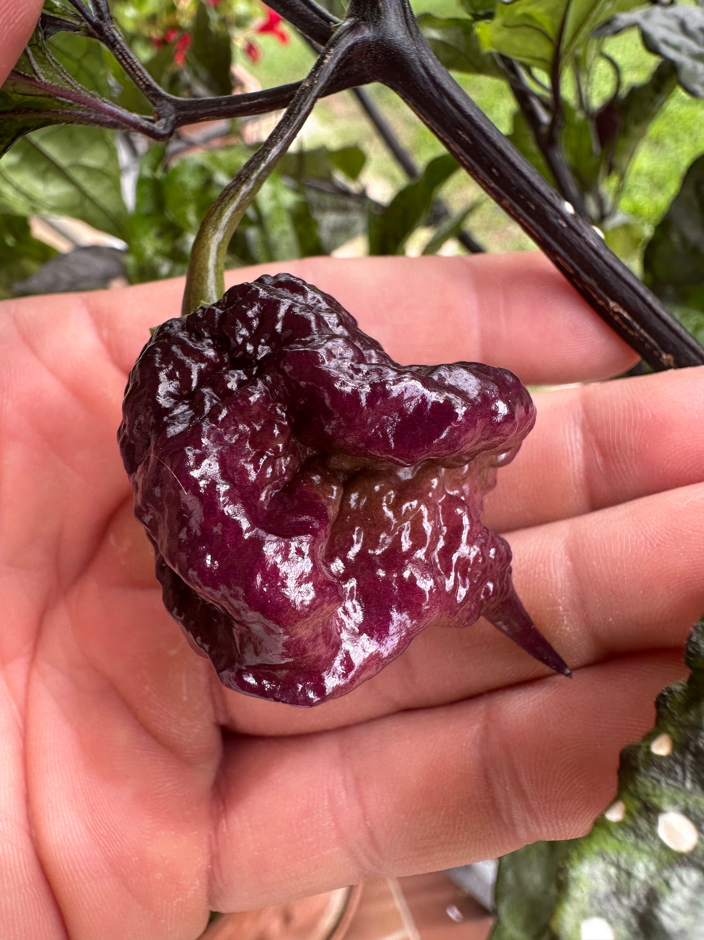 Gator Jigsaw Purple - PeppersBro