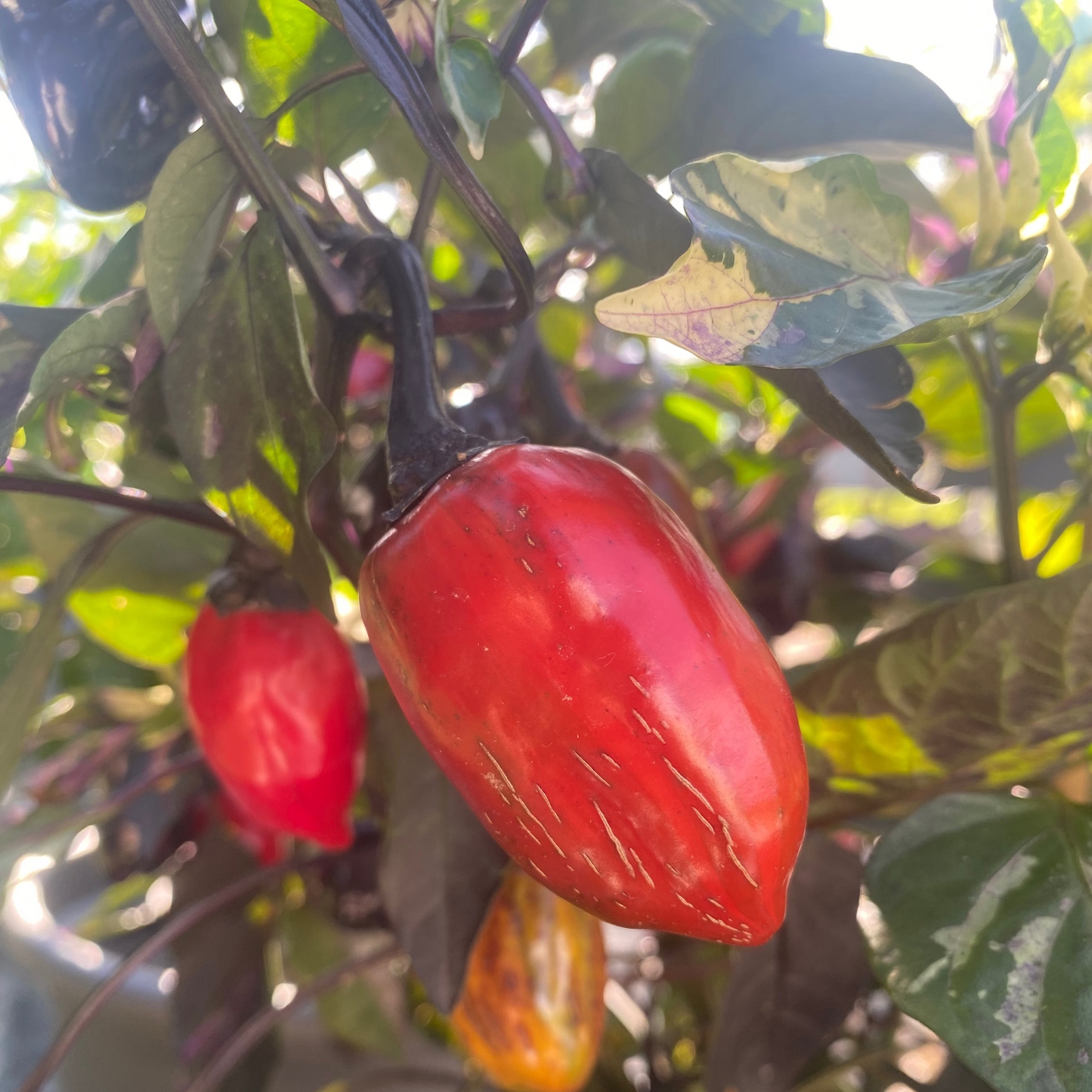 Bryan's Emperor Blood