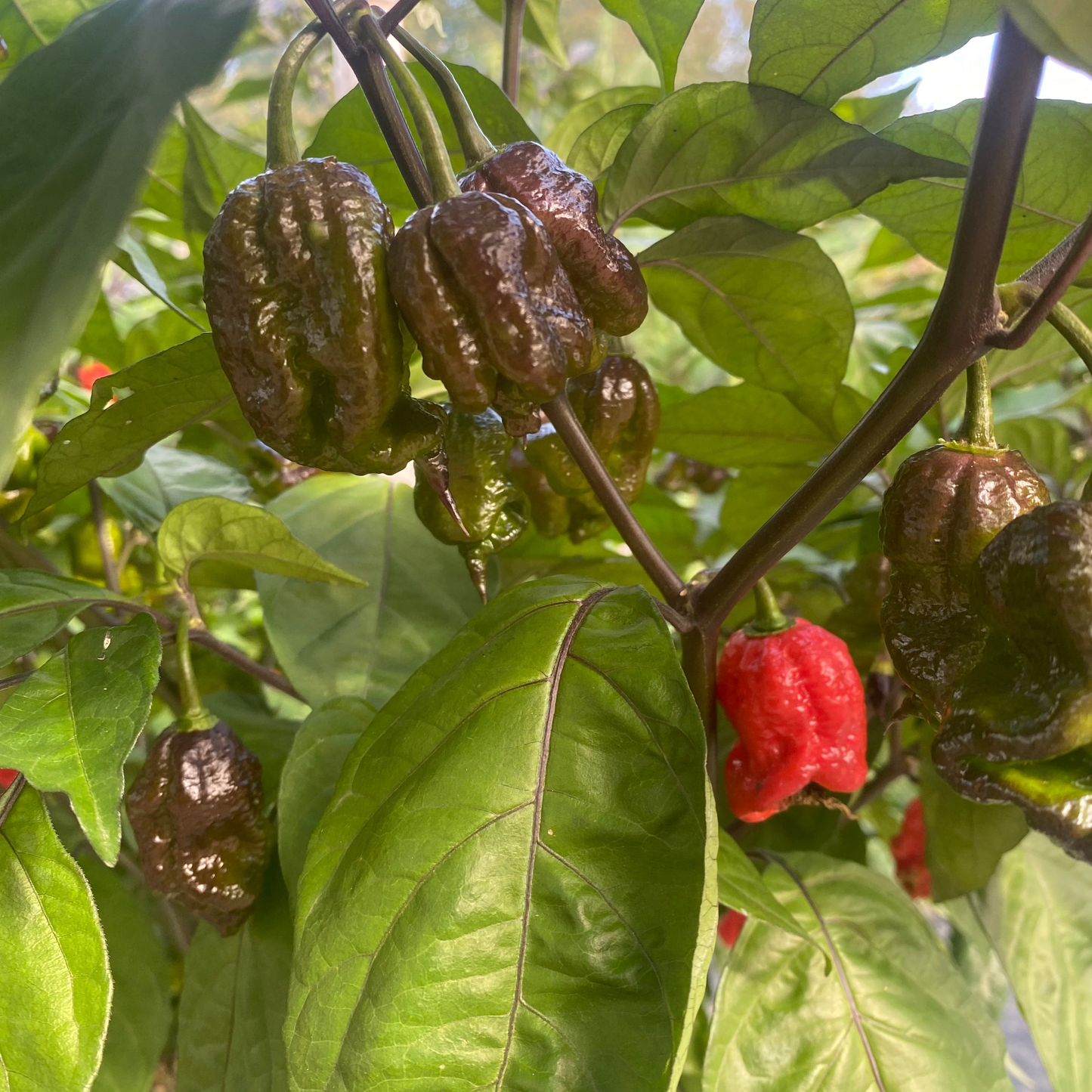 Reaper Purple - PeppersBro