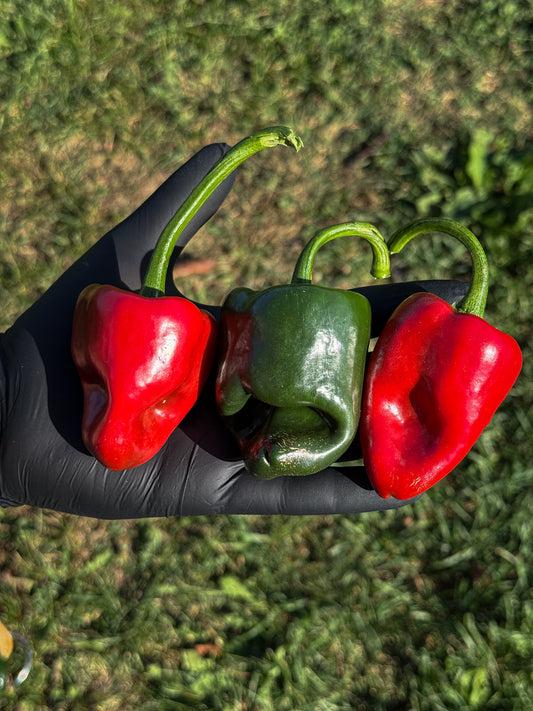Poblano