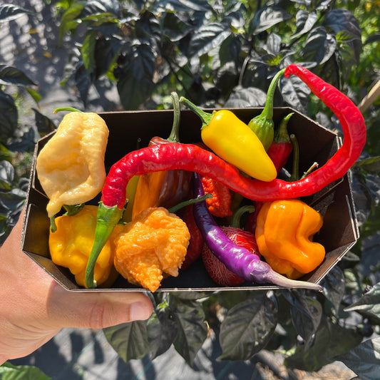 Fresh Chilli Mix – Mix Settimanale
