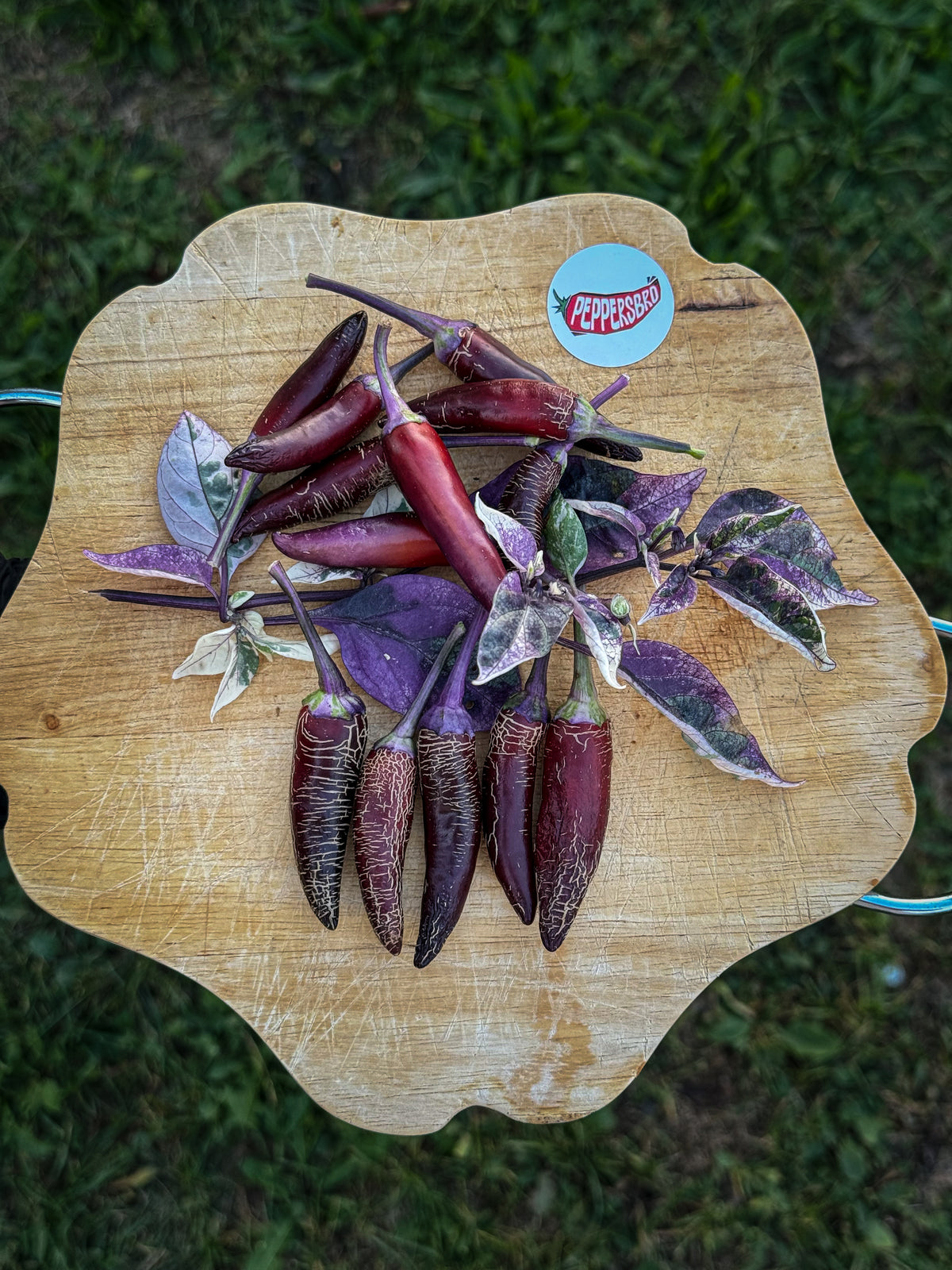Dreamcatcher X Jalapeño Farmer Market