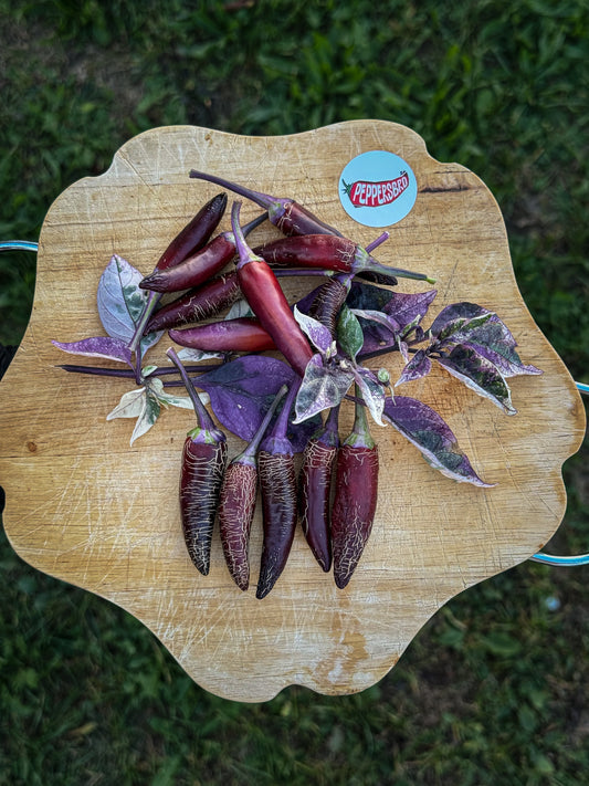 Dreamcatcher X Jalapeño Farmer Market