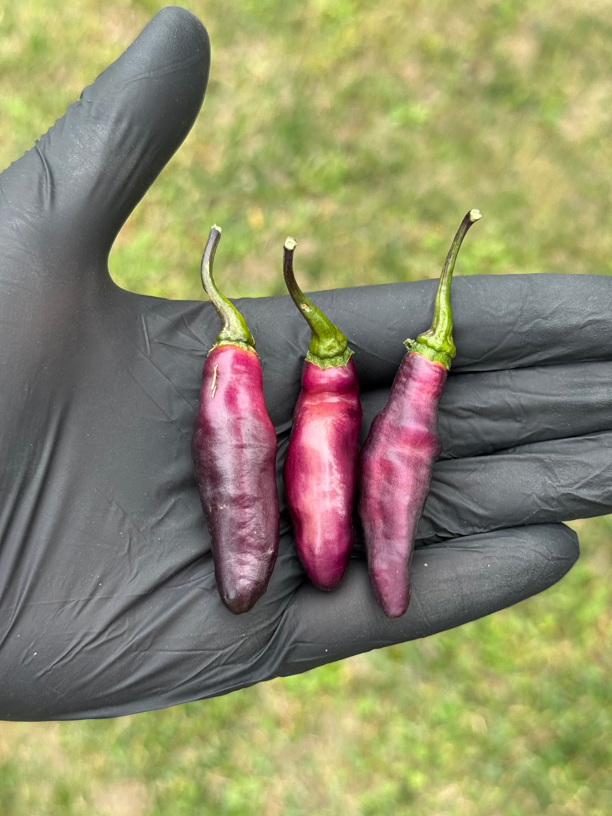 Pimenta de Neyde