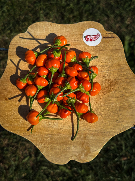 Aji Calabaza