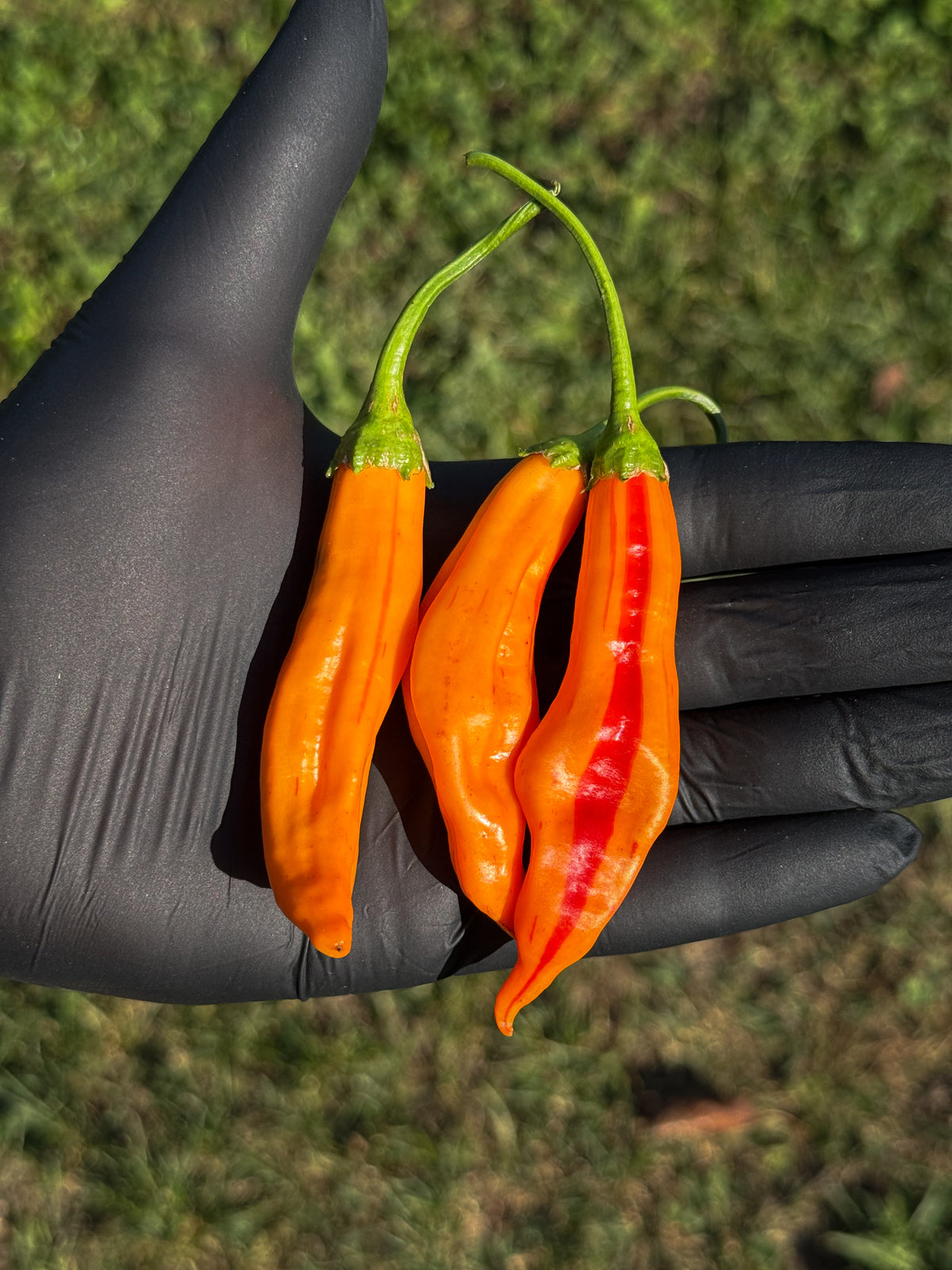 Aji Amarillo Stripey