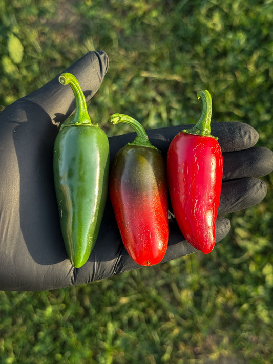 Jalapeño