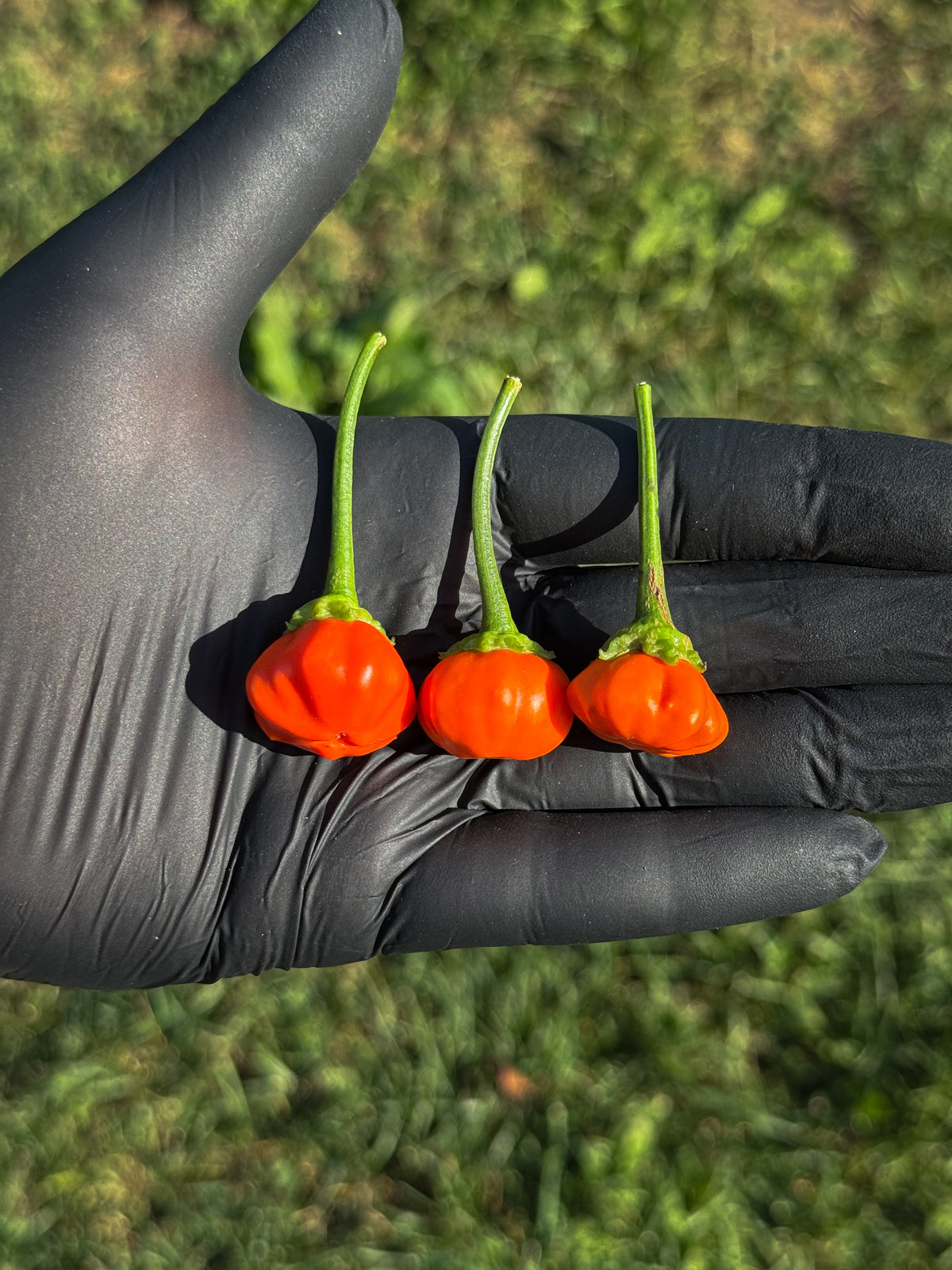 Aji Calabaza