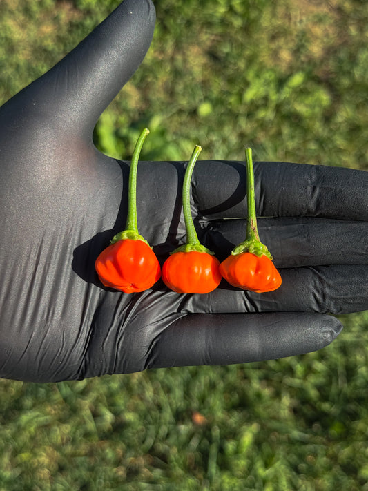 Aji Calabaza
