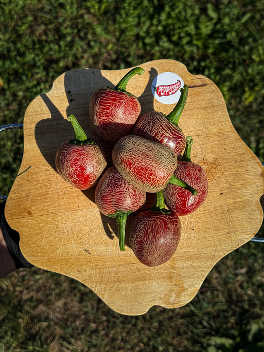 Jalapeno Dieghito