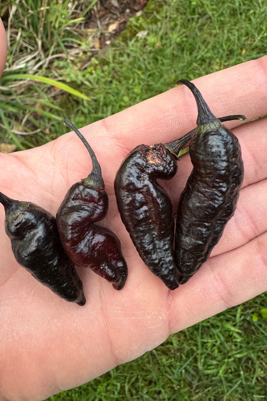 Pimenta Black Jolokia