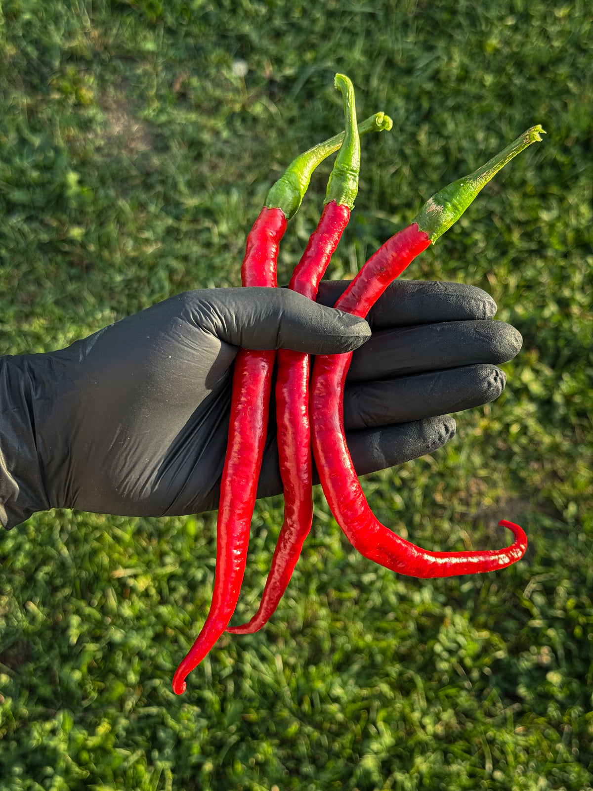 Joe’s Long Cayenne