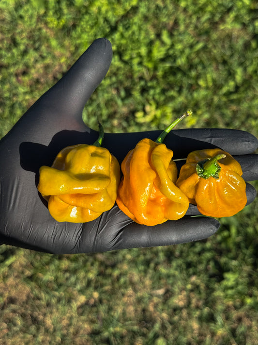 Habanero Mustard