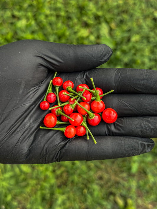 Aji Charapita Red