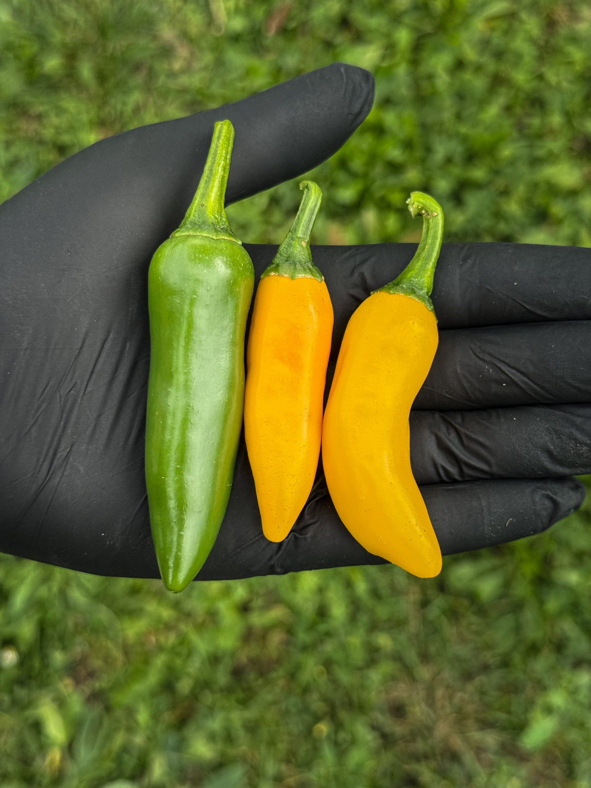 Jalapeño Lemon Spice
