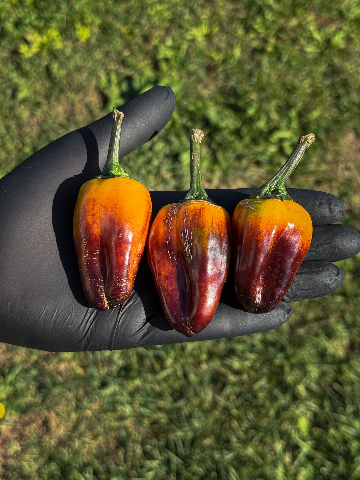 Cibola