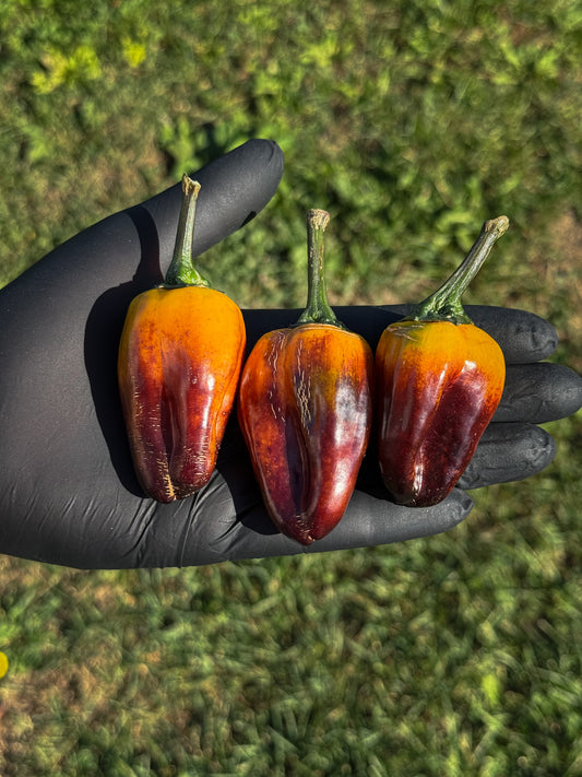 Cibola