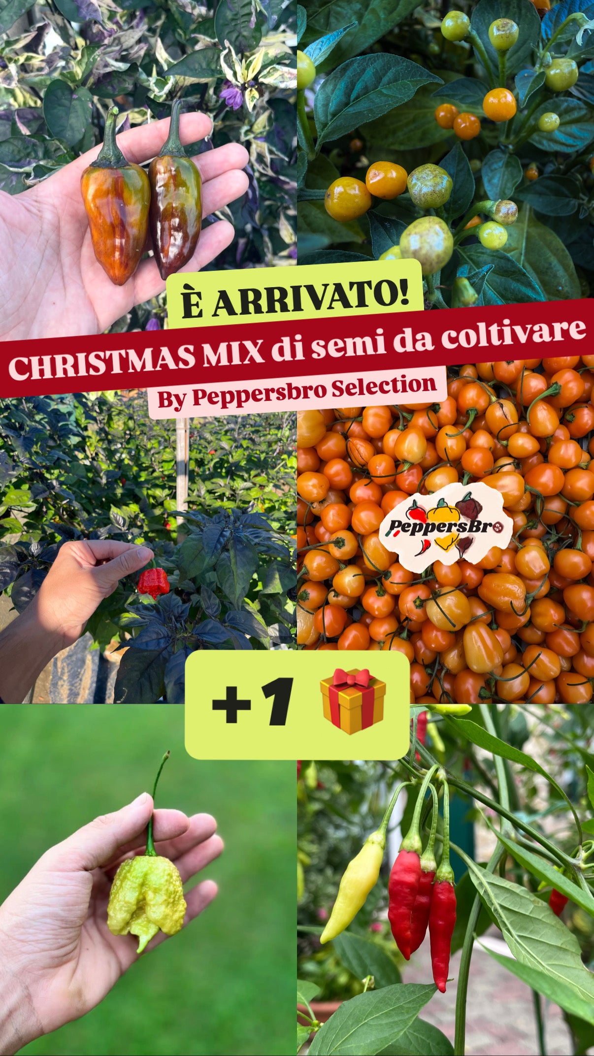 Christmas Mix PeppersBro 🎅🏼