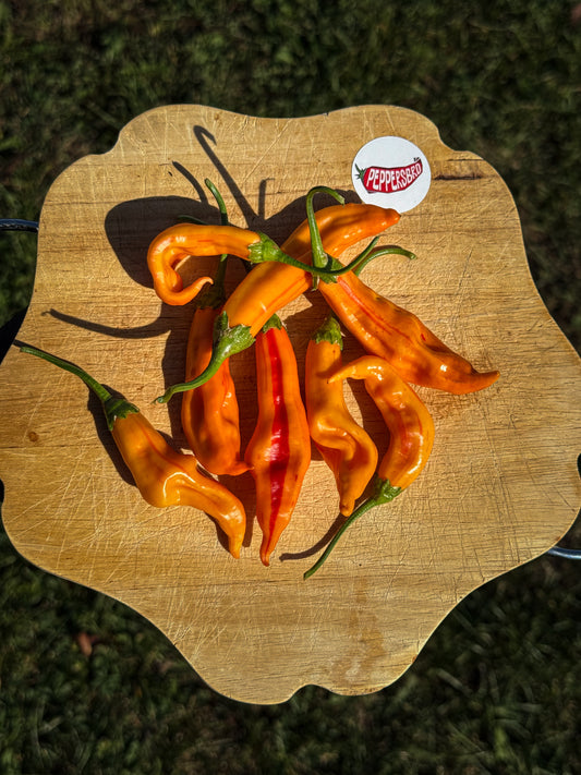 Aji Amarillo Stripey