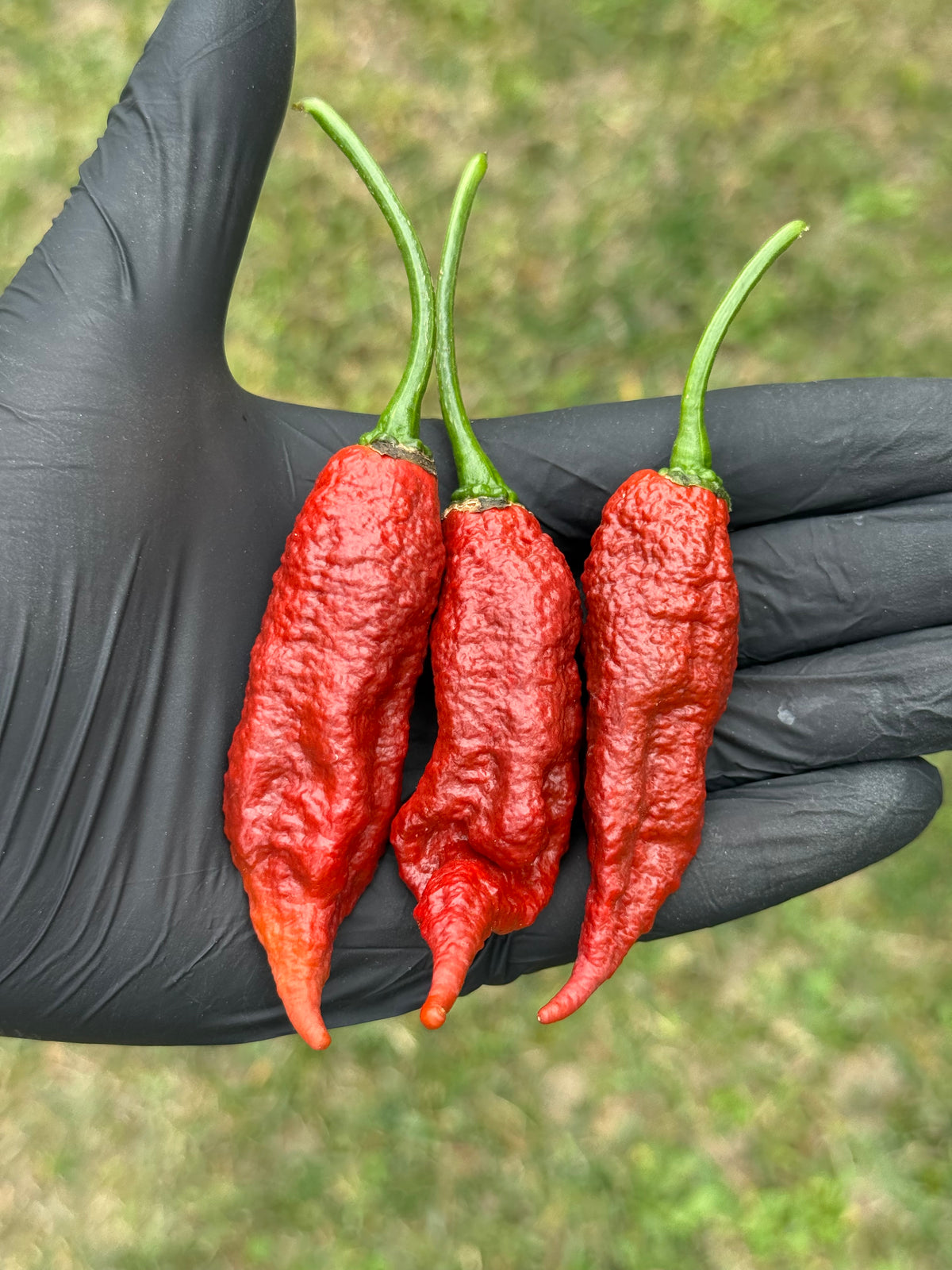 Caramel Primotalii