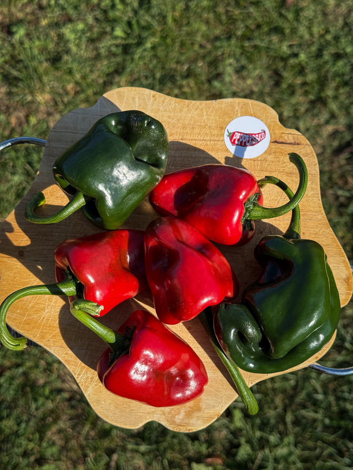 Poblano