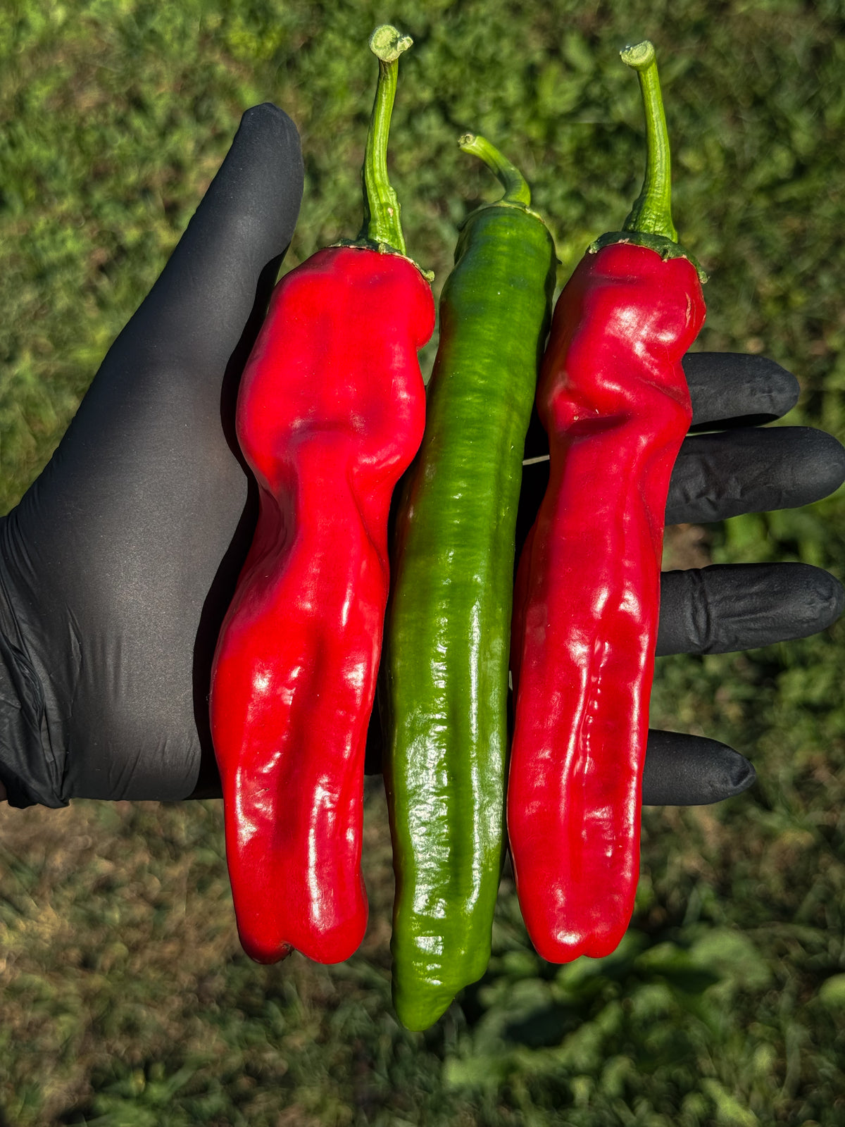 Red Banana