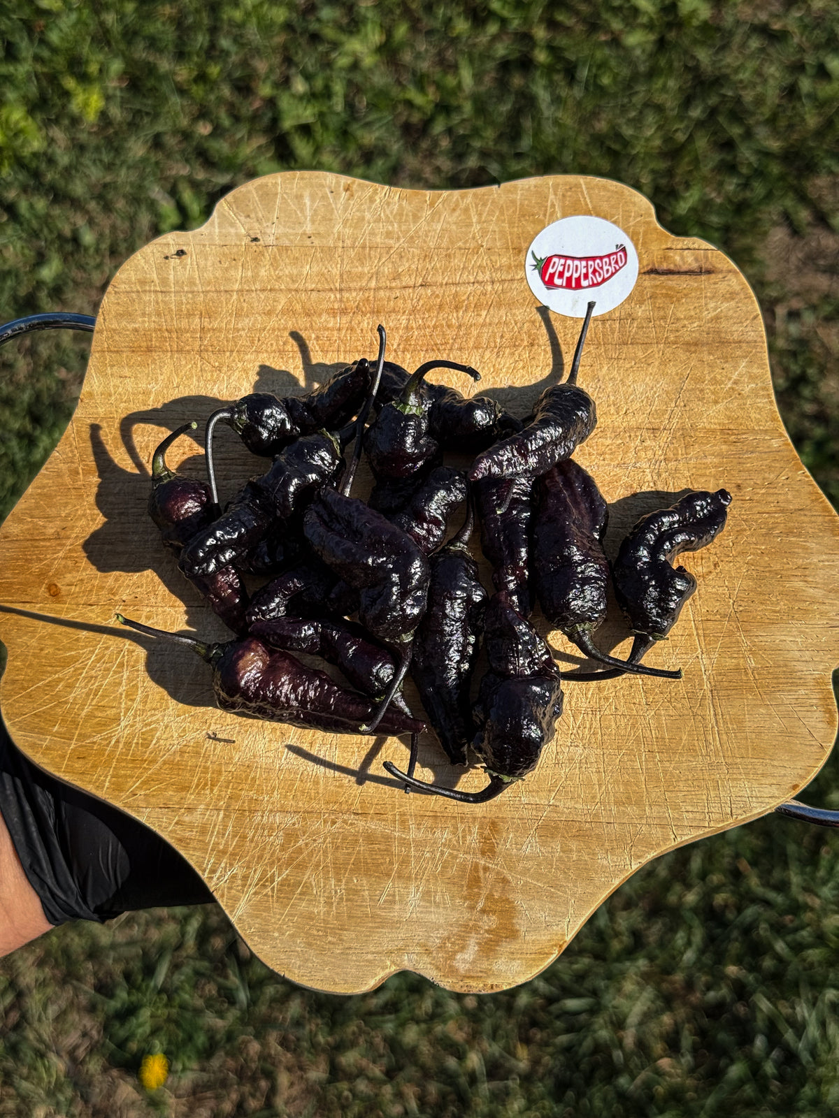 Pimenta Black Jolokia