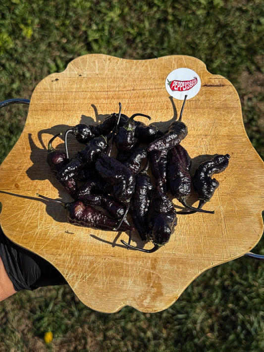 Pimenta Black Jolokia