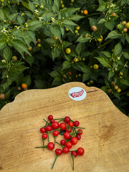 Aji Charapita Red