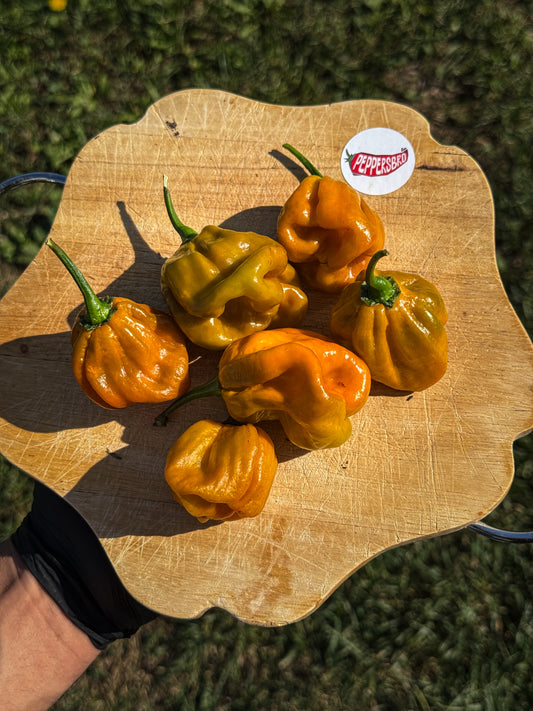Habanero Mustard