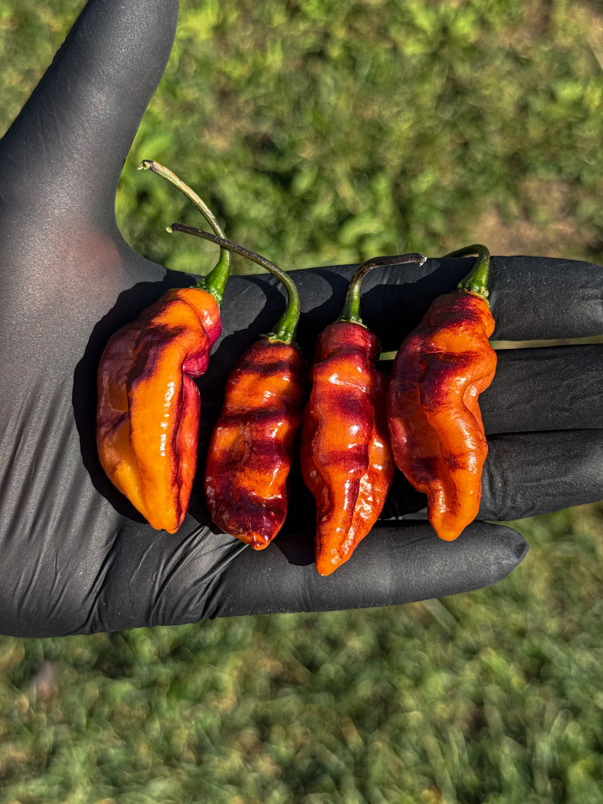 Pimenta Jolokia Ice