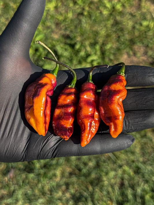 Pimenta Jolokia Ice