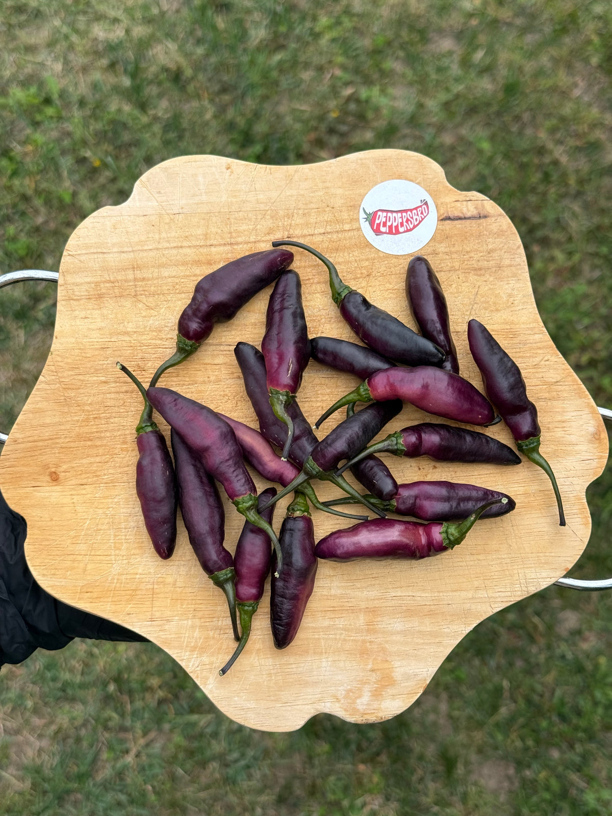 Pimenta de Neyde