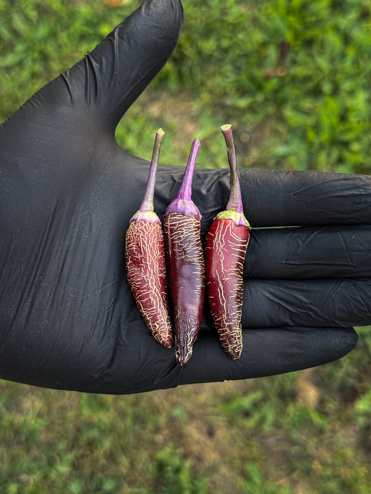 Dreamcatcher X Jalapeño Farmer Market